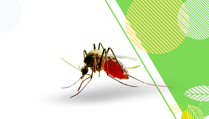 ১০ টি ডেঙ্গু জ্বরের লক্ষণ এবং করণীয়