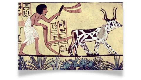 History of Organic_Agriculture