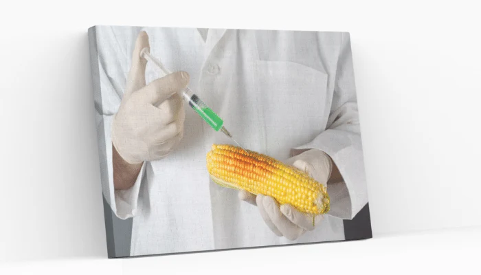 Many health issues associated with GMOs are heavily debated about till date since genetic engineering is a relatively new practice. Hence, very little is known about its safety and long-term impacts.